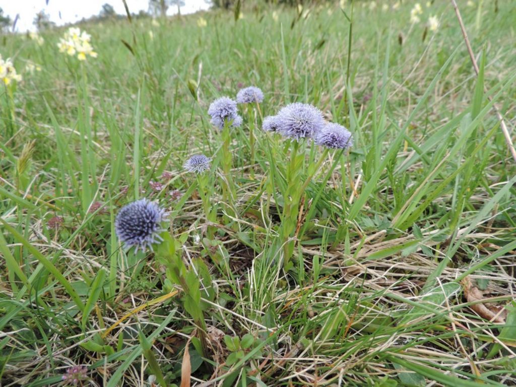 Globularia bisnagarica